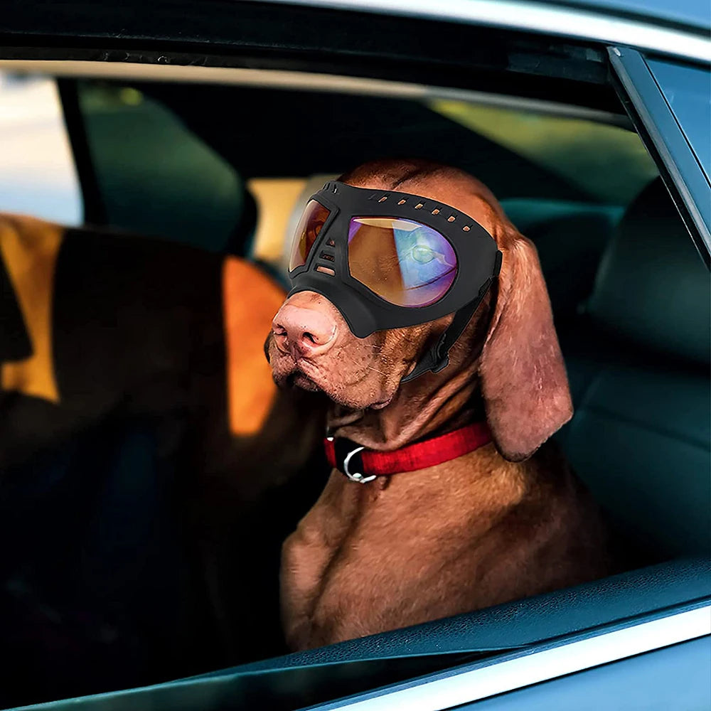 Cool Dog Sun Glasses